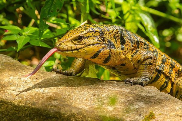 Caribbean-Trinidad-Asa Wright Nature Center Tegu lizard close-up